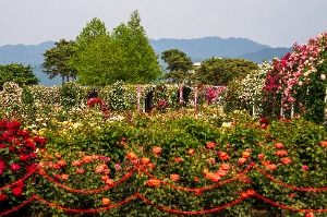 섬진강기차마을 장미공원 (2)