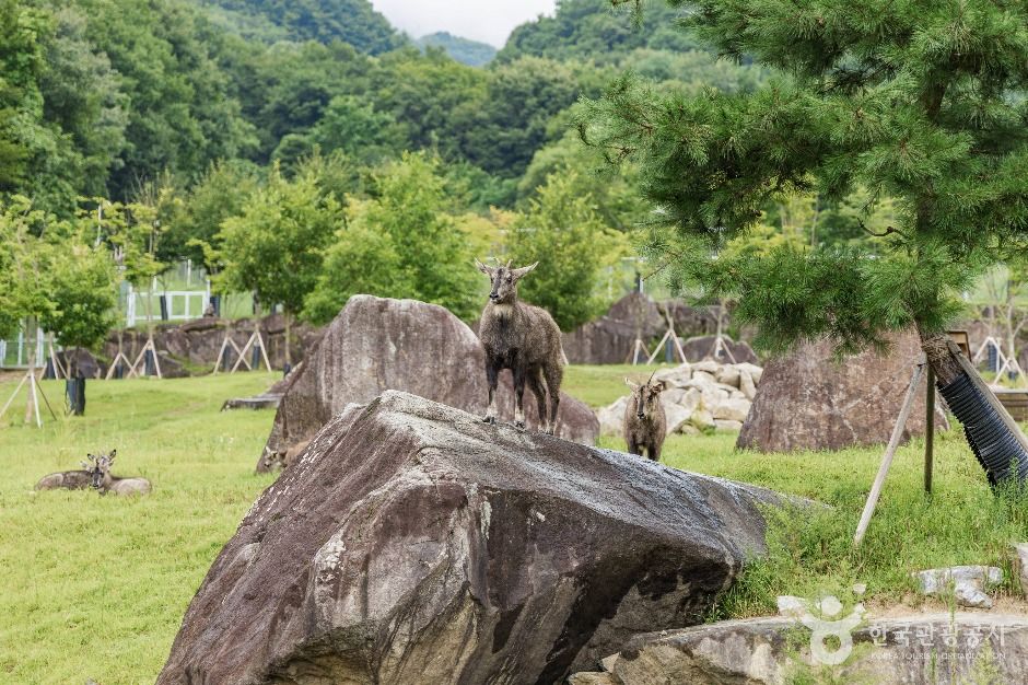 양구 산양·사향노루센터