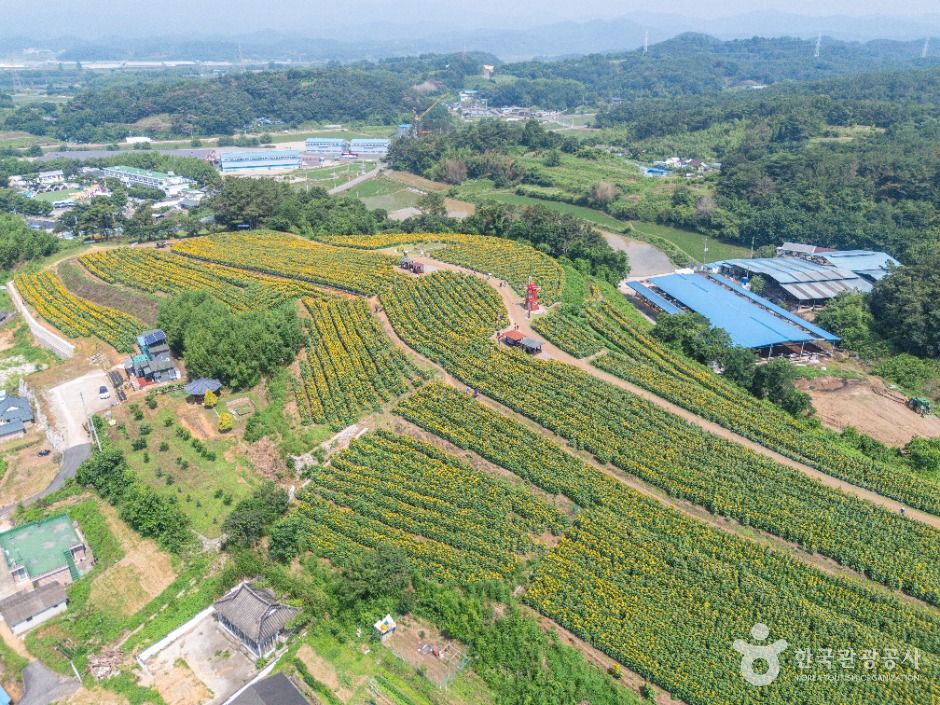 강주 해바라기마을