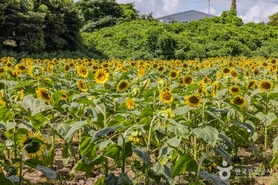 김경숙해바라기농장