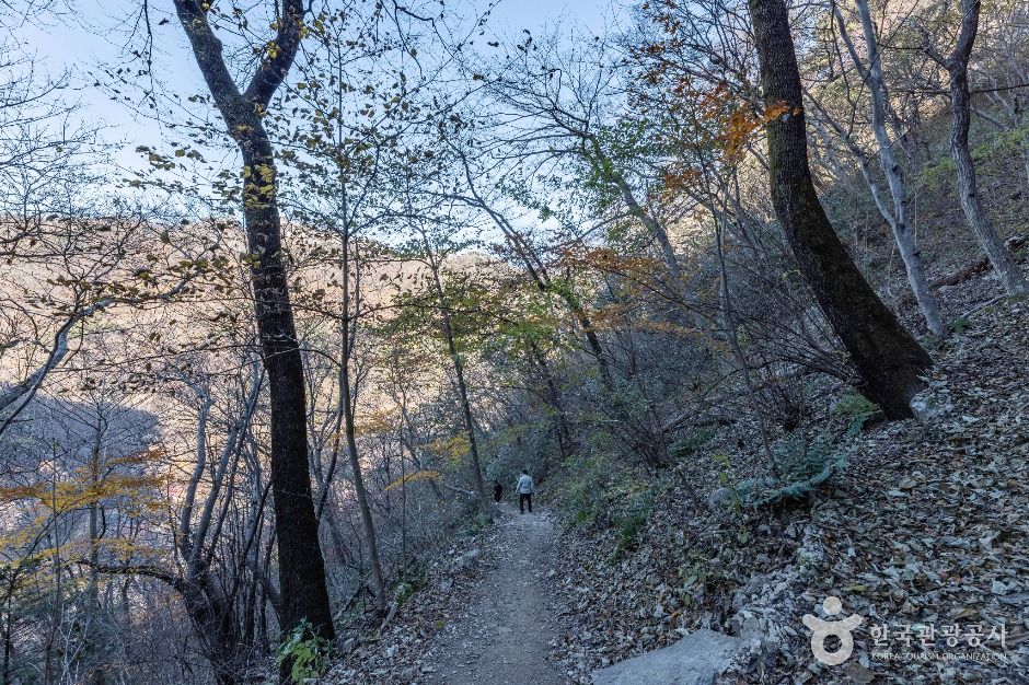정읍_내장산 굴거리나무군락 (3)