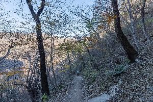 정읍_내장산 굴거리나무군락 (3)