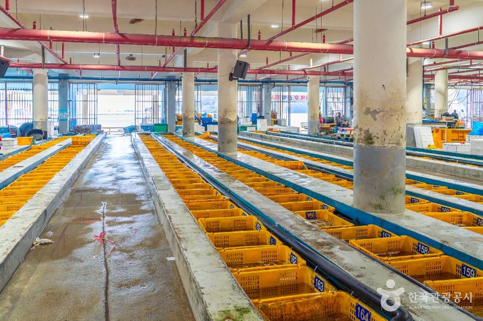 완도_완도 금일 수협활·선어위판장 (2)