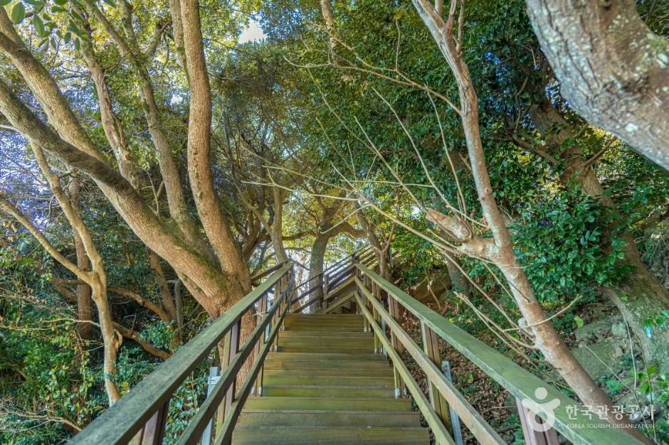 완도_가사동백숲해변 (7)