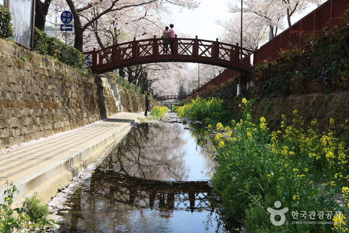 Yeojwacheon Stream (여좌천-벚꽃명소)