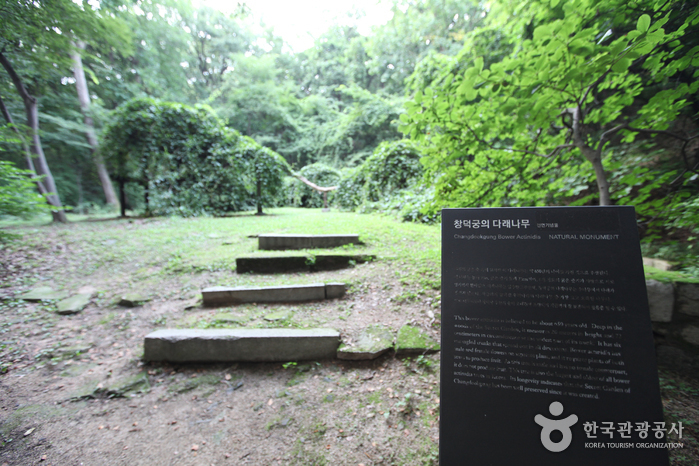 Дерево актинидии во дворце Чхандоккун (창덕궁 다래나무)