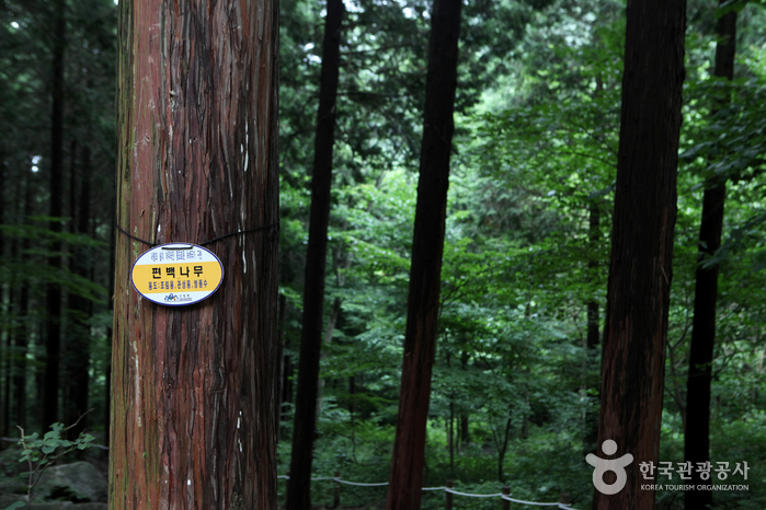 Природный рекреационный лес гор Чхуннёнсан (축령산자연휴양림)