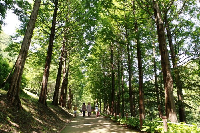 미동산수목원의 메타세쿼이아 산책