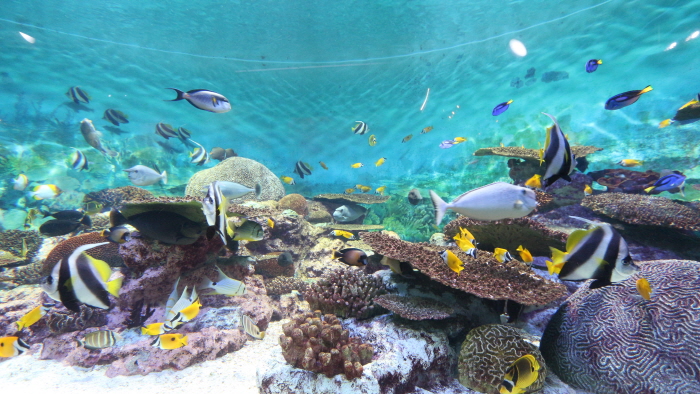 Aquarium del COEX (코엑스 아쿠아리움)