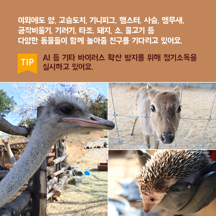 돼지물고기 이미지