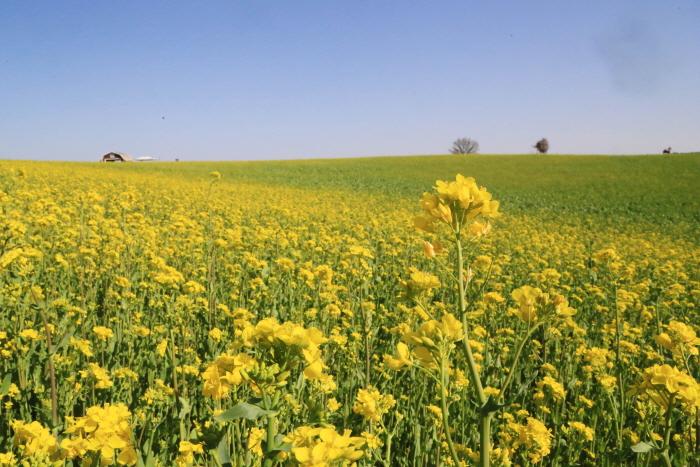 안성 호밀밭축제 20191