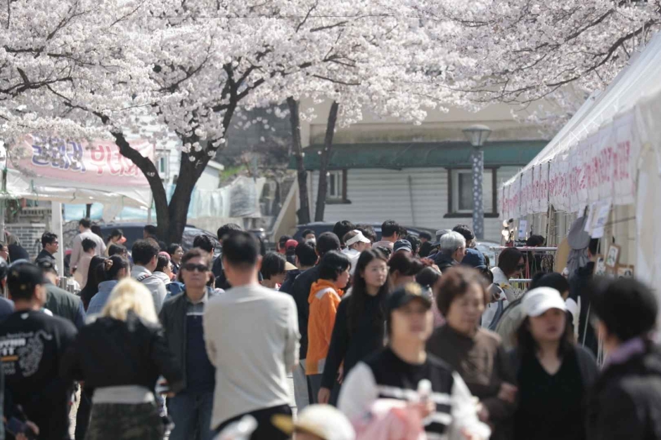 Festival de las Flores de Cerezo del Lago Cheongpung en Jecheon (제천 청풍호 벚꽃축제)