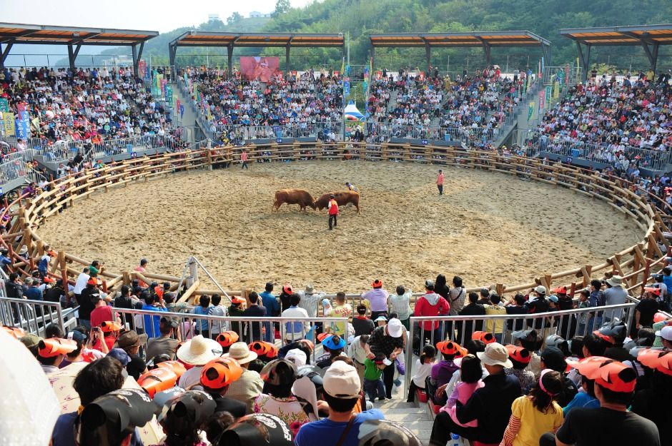 진주 소힘겨루기 경기장 (5)