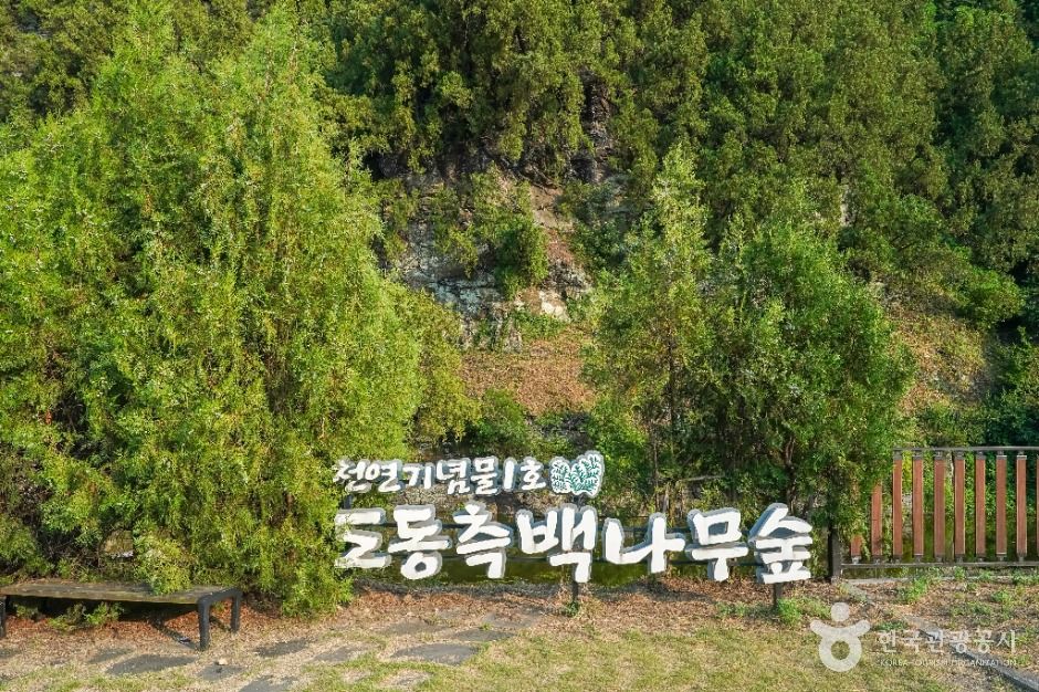 대구 도동 측백나무 숲