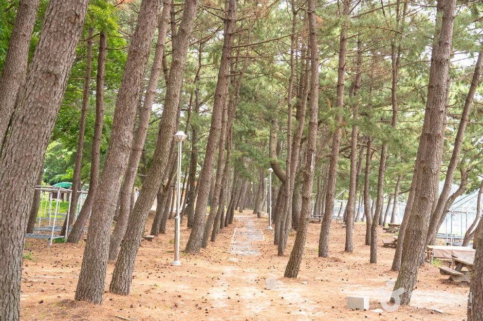 고흥_익금해수욕장 (3)