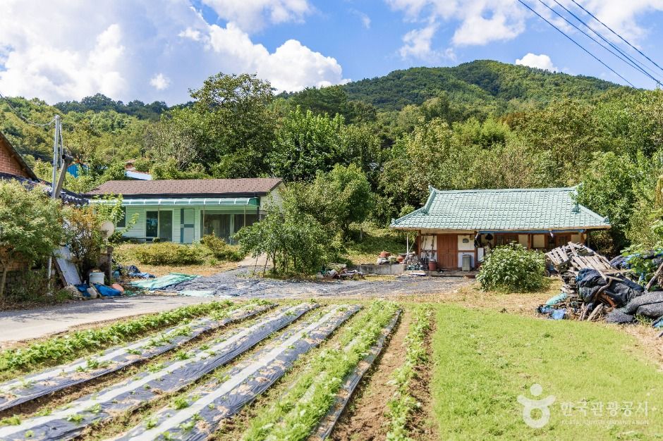 금산_조팝꽃피는마을 (4)