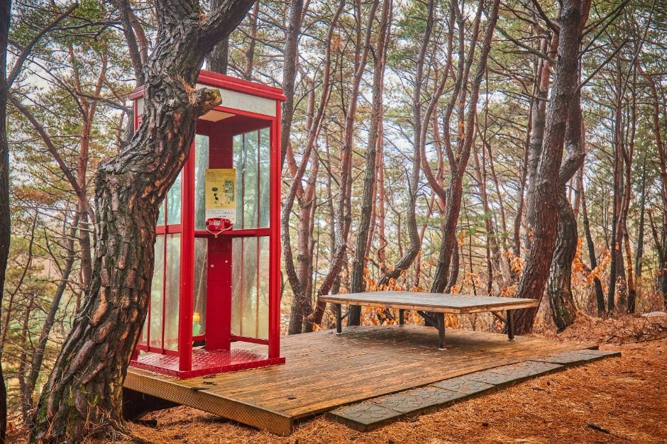 경주_코오롱호텔_천년숲 (1)