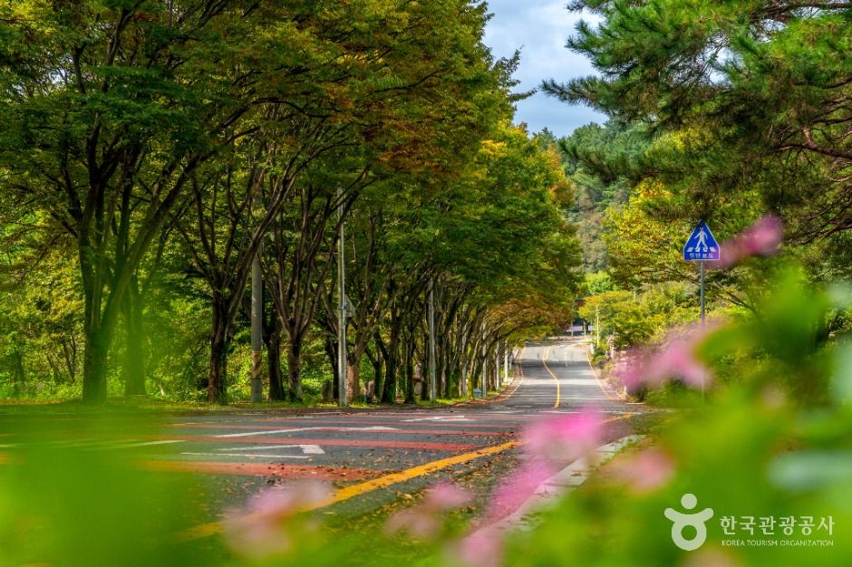 대구_[대구올레 팔공산 1코스] 북지장사 가는길 (5)