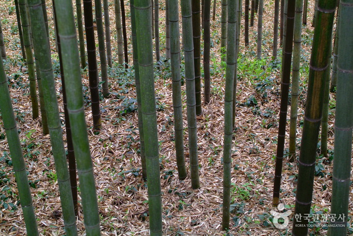 Bambouseraie de Daenamugol (대나무골 테마공원)4