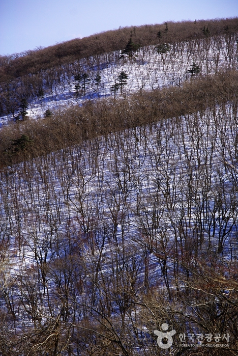 눈밭에 그림자를 드리운 앙상한 겨울나무