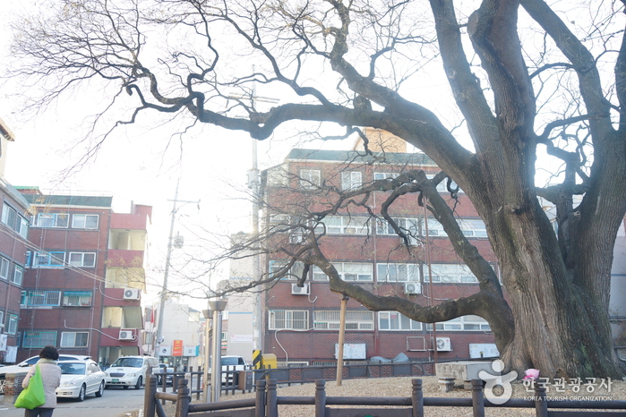 인천 신현동 회화나무