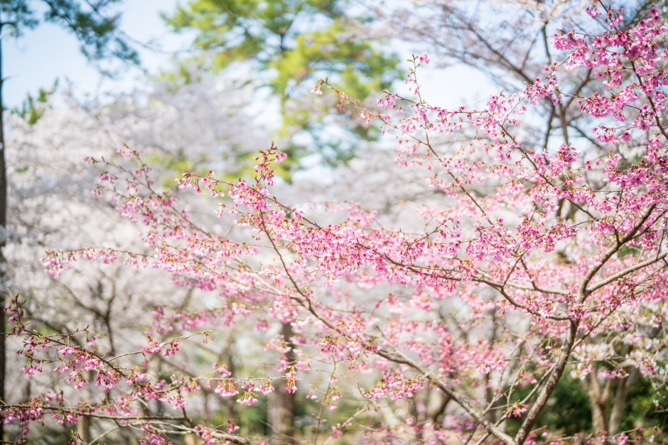 제주 한림공원 왕벚꽃축제