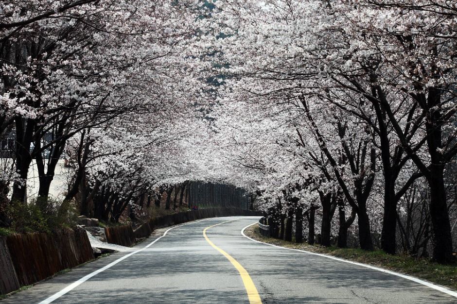 화개장터 벚꽃축제