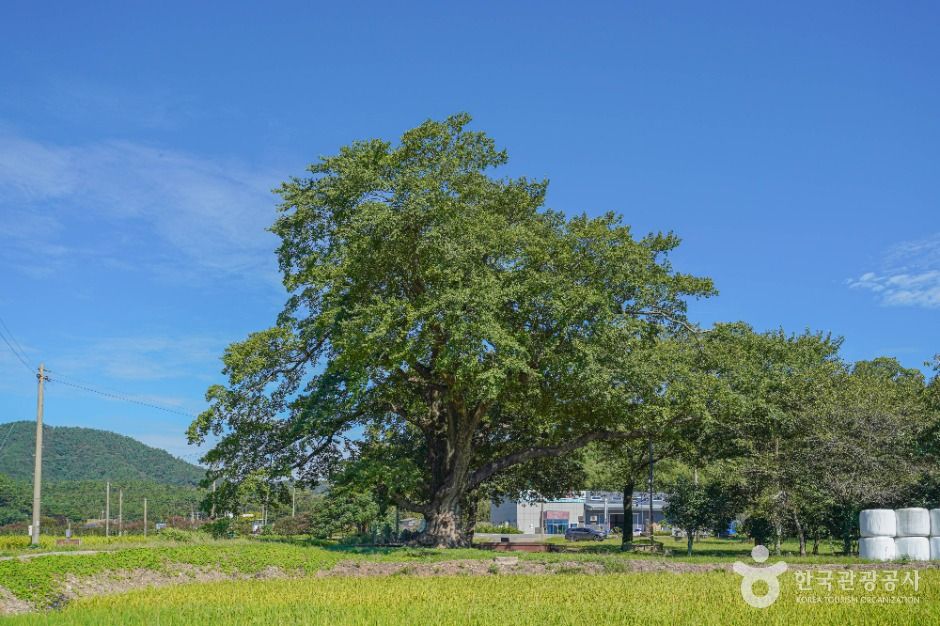 장흥 어산리 푸조나무