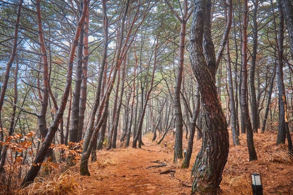 경주_코오롱호텔_천년숲 (2)