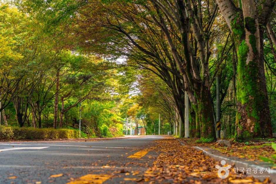 대구_[대구올레 팔공산 1코스] 북지장사 가는길 (6)