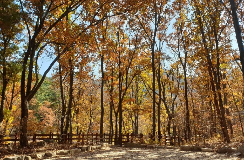 국립대운산치유의숲
