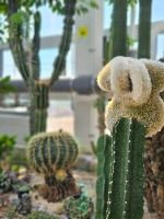 제천_아열대 스마트 온실 (5)