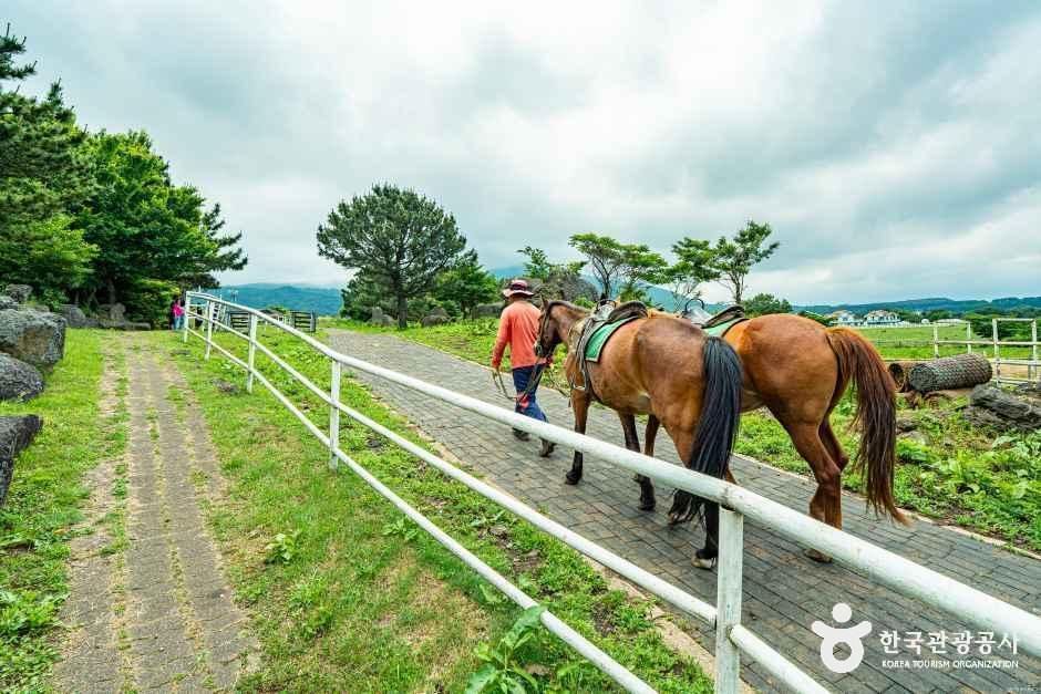 thumbnail-어승생승마장-4