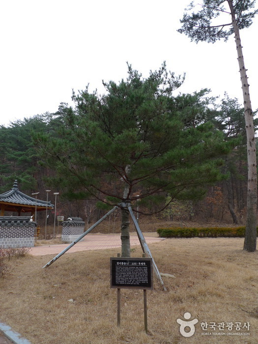 솔향공원