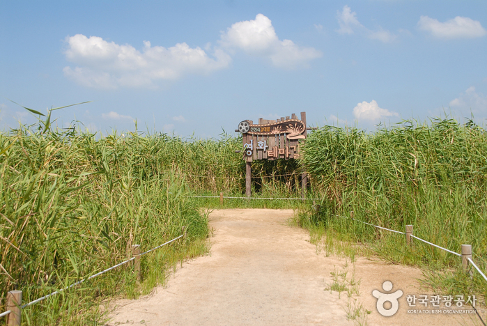 Sinseong-ri champs des roseaux (신성리 갈대밭)