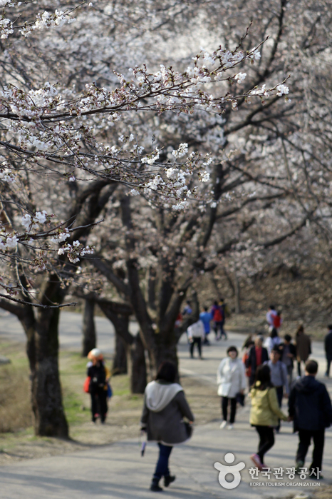 마이산 벚꽃길은 산속의 완만한 경사로로 산책 삼아 걷기에 안성맞춤이다.