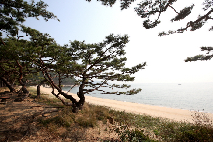 徳積島葦群生地（덕적도 갈대 군락지）6