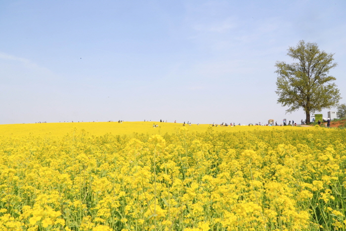 안성 호밀밭축제 20192