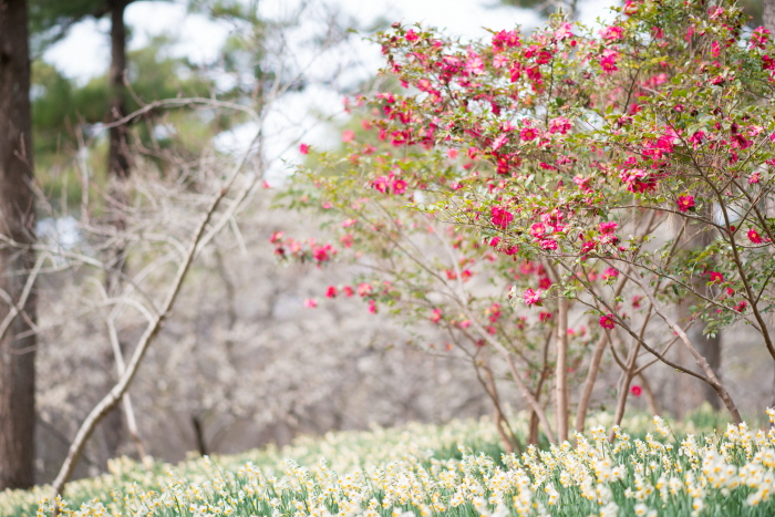 제주 한림공원 수선화 축제0