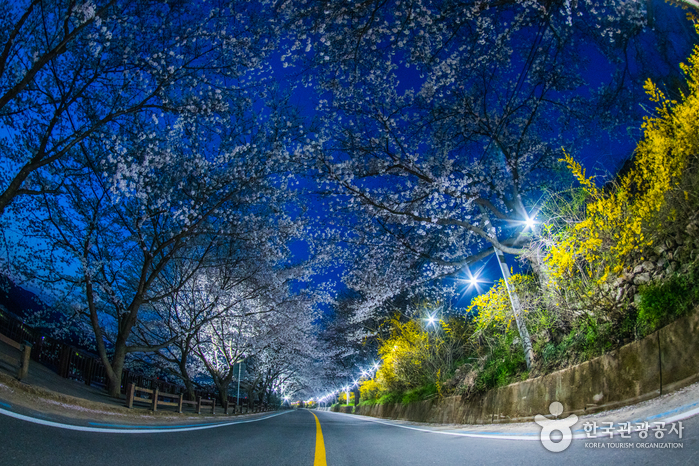 Gurye Seomjingang Cherry Blossom Trail (구례 섬진강 벚꽃길)
