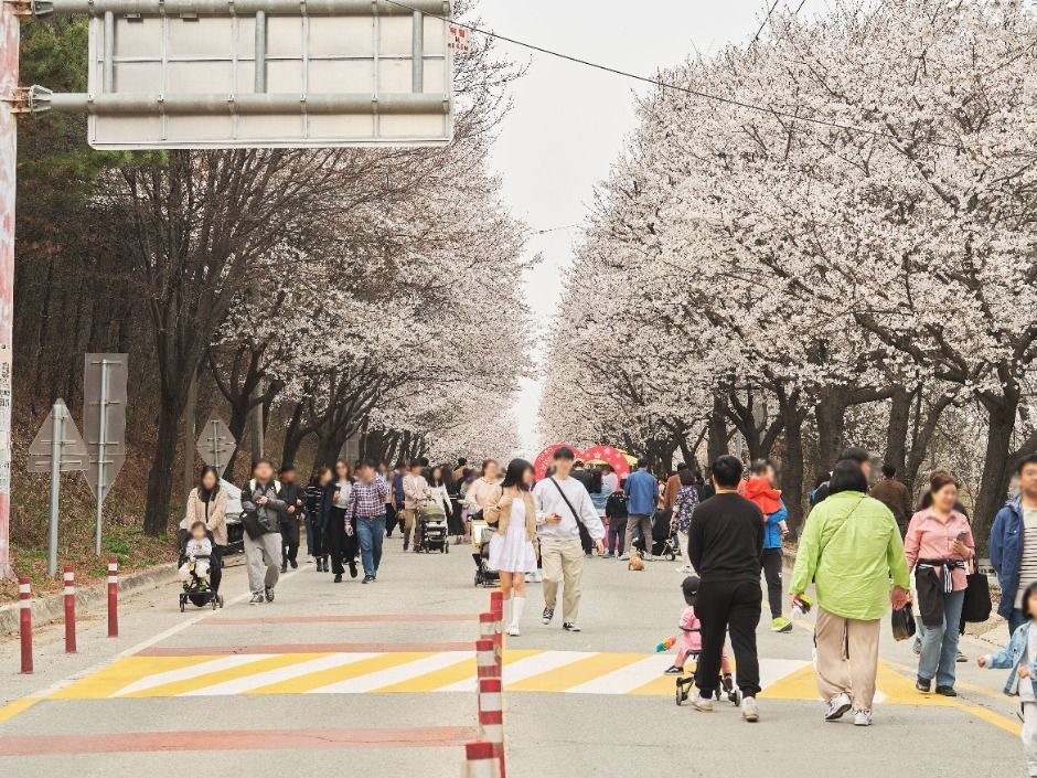 2025 여주흥천남한강 벚꽃축제 8