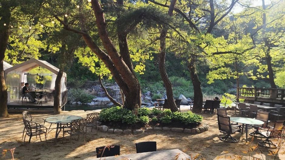민들레울