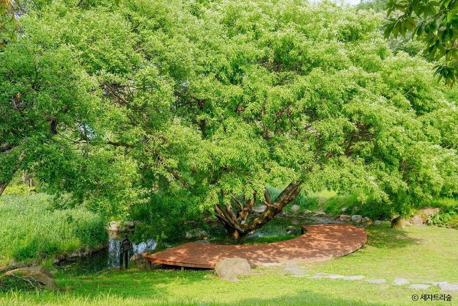 통영RCE세자트라숲
