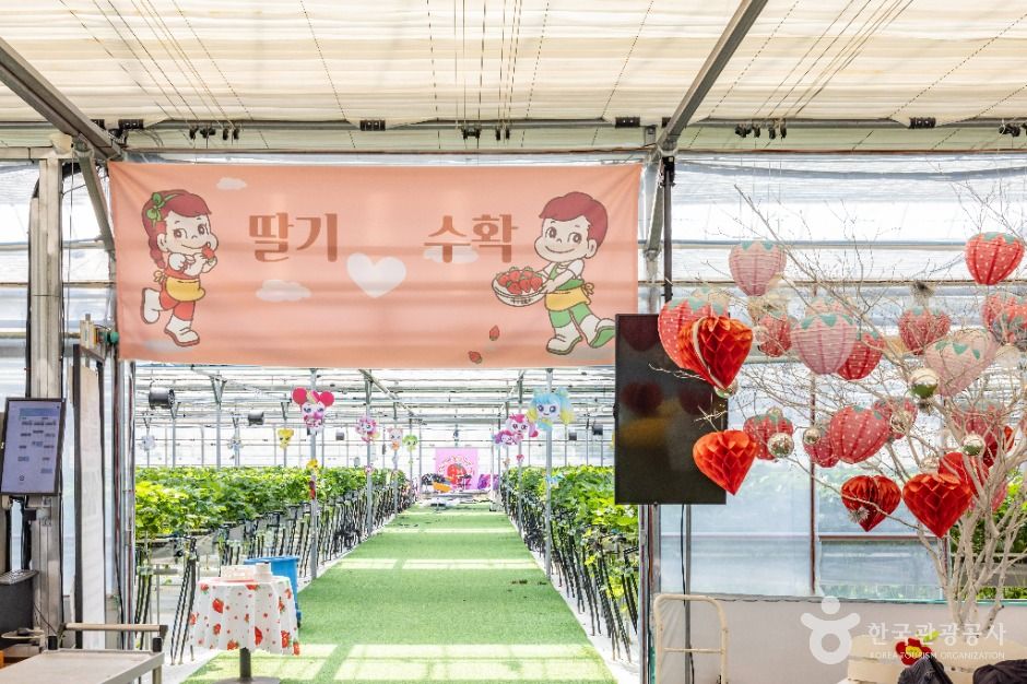 thumbnail-또로롱딸기-4