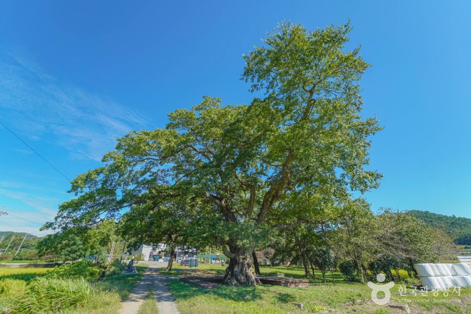 장흥 어산리 푸조나무