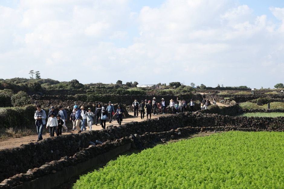 thumbnail-제주밭담축제-5