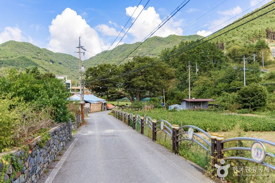 금산_조팝꽃피는마을 (6)