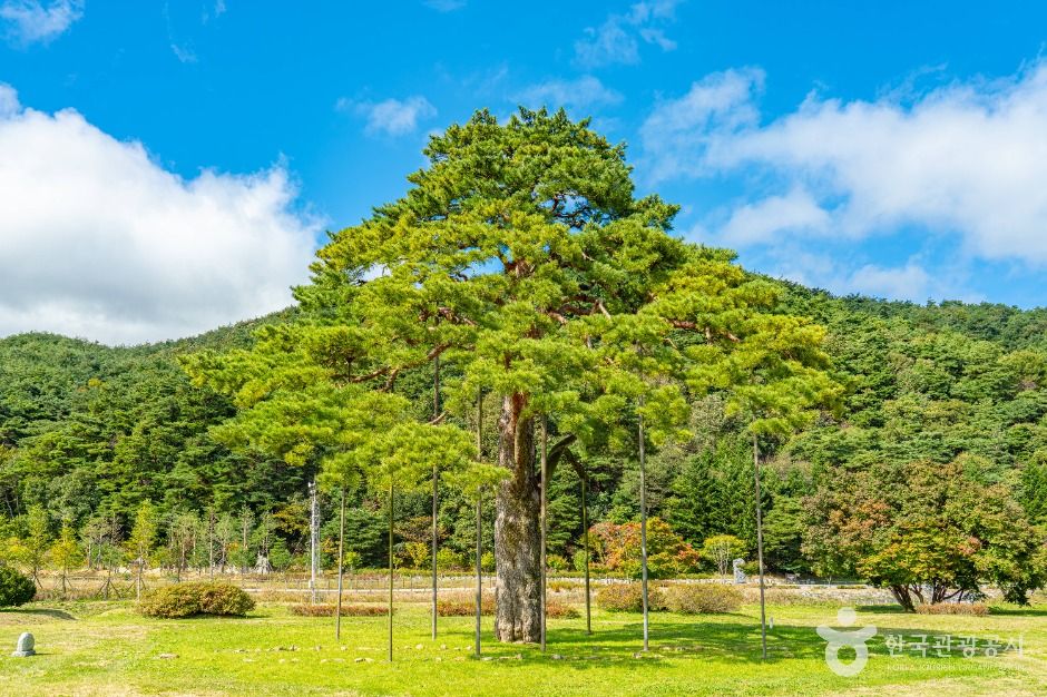 보은 속리 정이품송