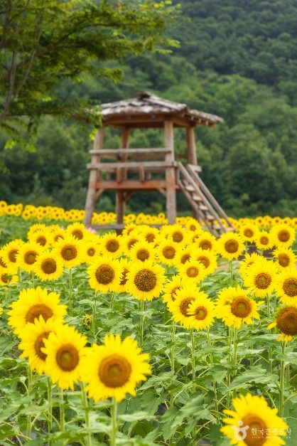 난정리 해바라기마을 정원