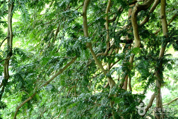 강진 삼인리 비자나무